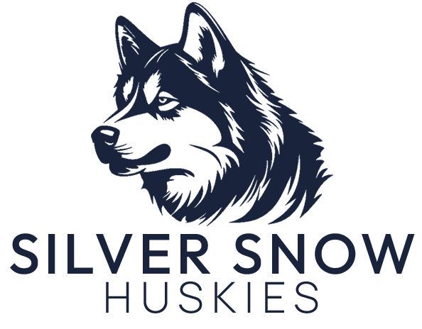 Silver Snow Huskies